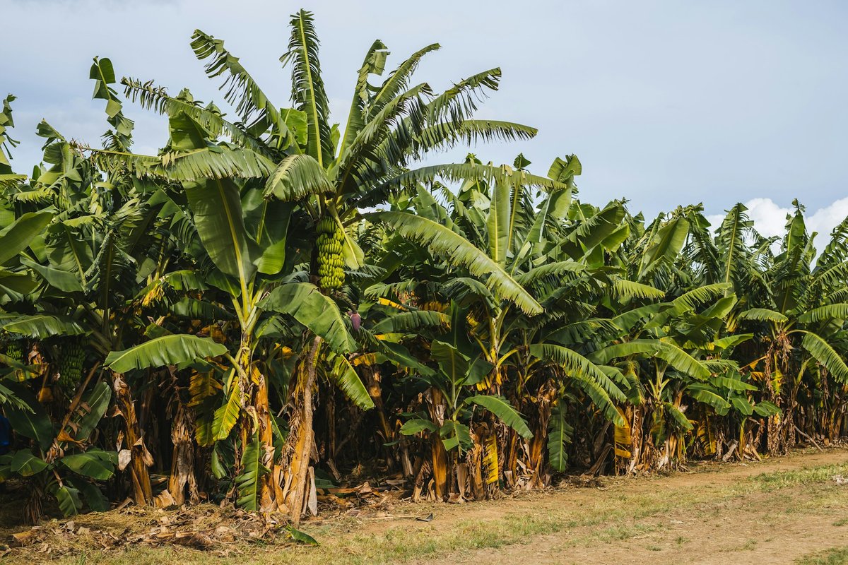 Bananeraie dense au bord d'un terrain, près de Lusaka