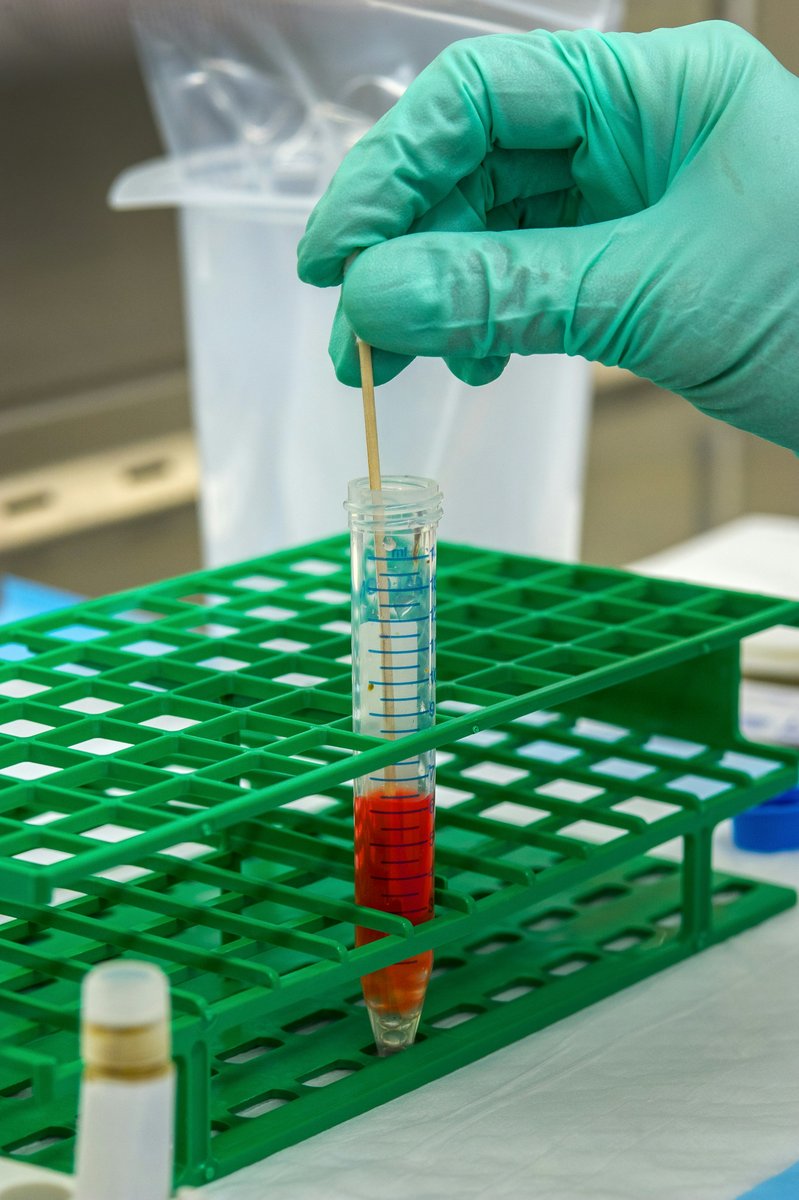Main gantée tenant un tube de prélèvement au-dessus d'un portoir vert